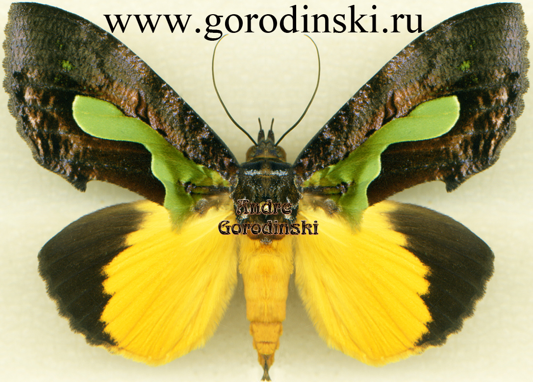 http://www.gorodinski.ru/catocala/Eudocima kinabaluensis.jpg